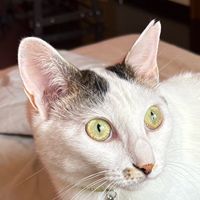kato_08