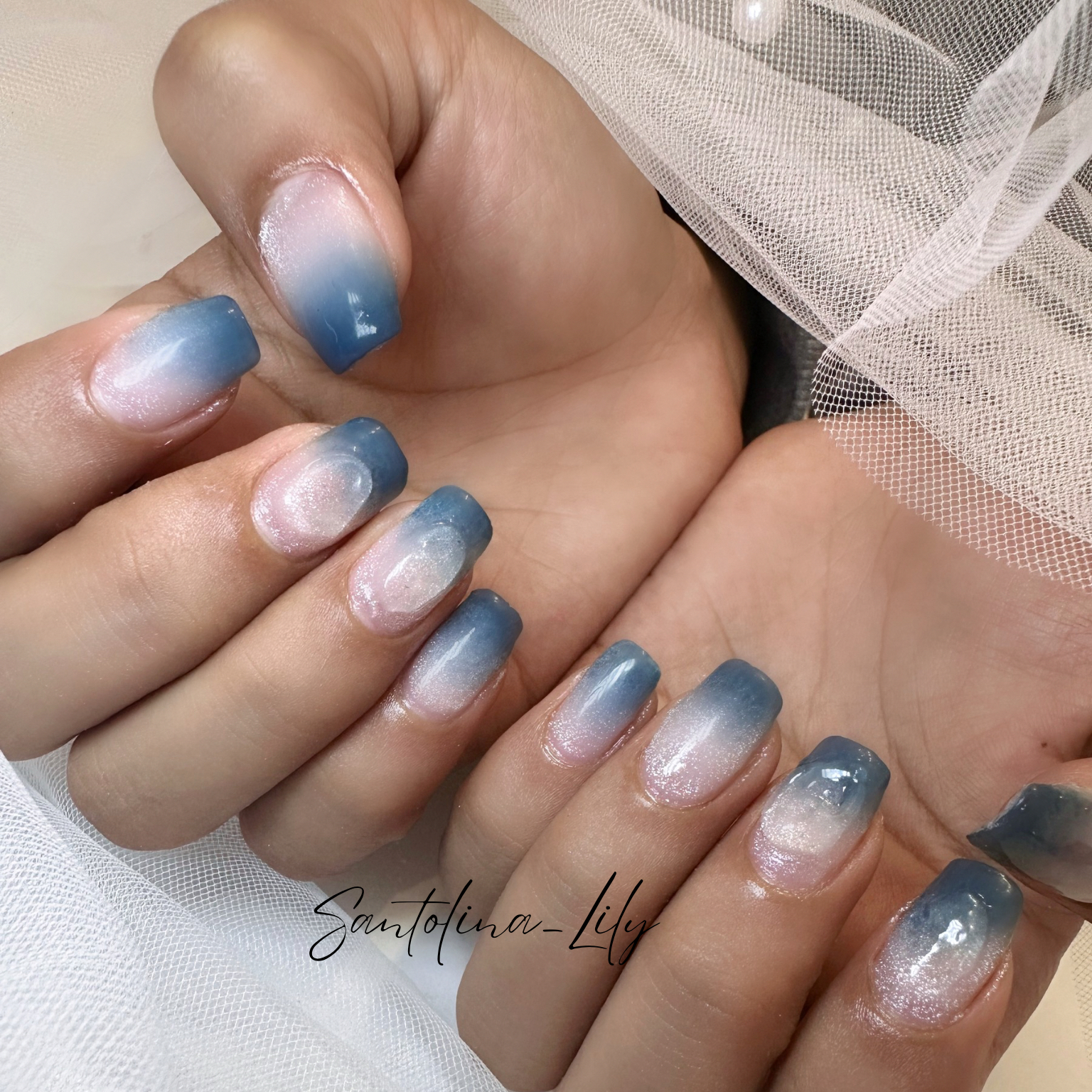 Santolina_Lily