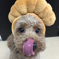 momo_1105.