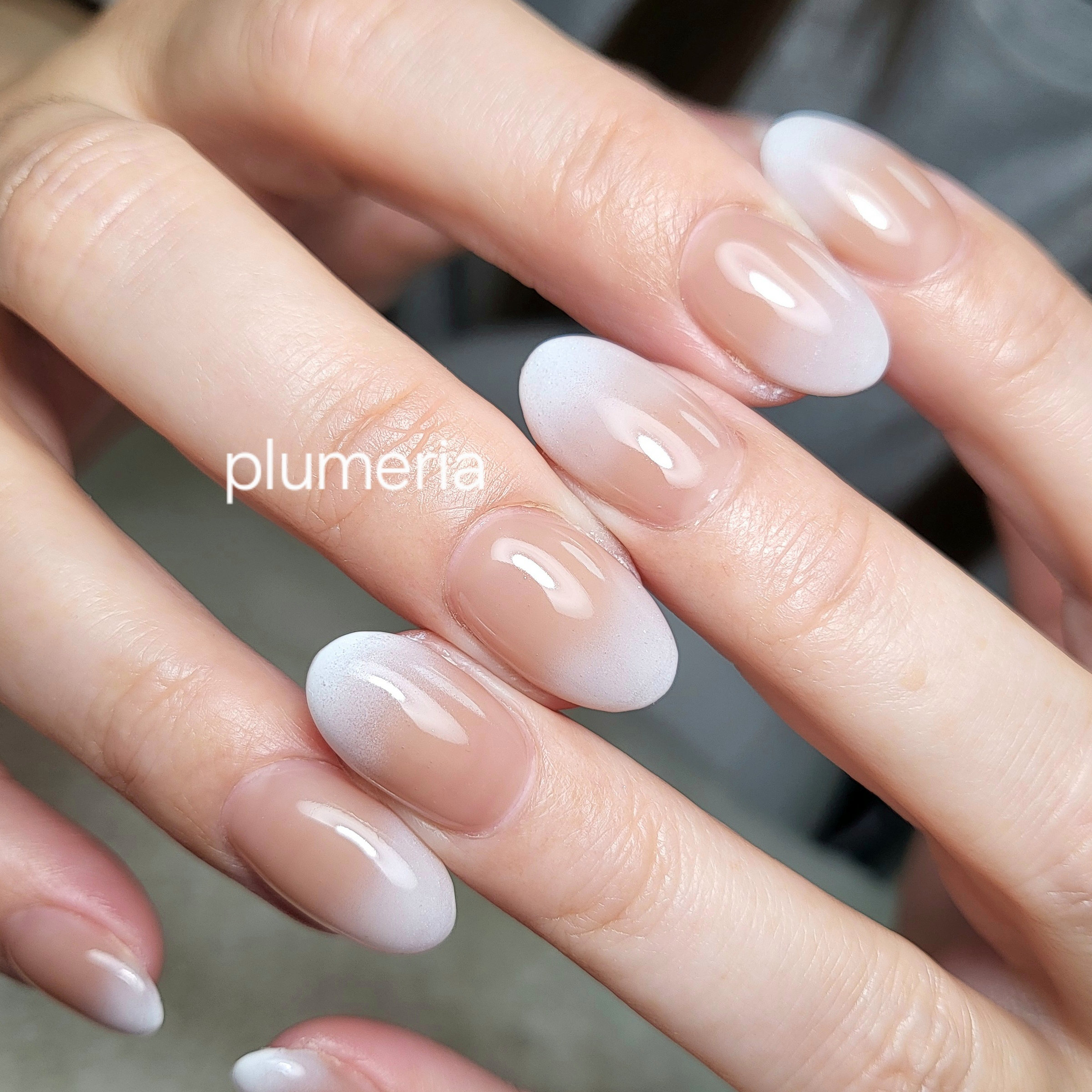plumeria