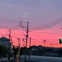 tamarysy17260