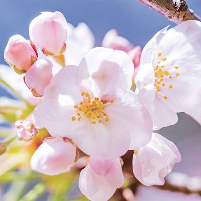 【春季限定🌷🌸】選べるデザインネイル♪トレンドアート！