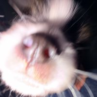 xxximk