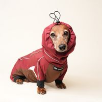 mochaccohund