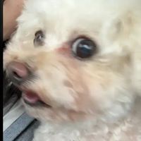 Mikaaaaaaaai