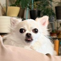 yumi.nfp145