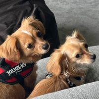 inoooooo