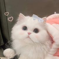 Hanni_Han