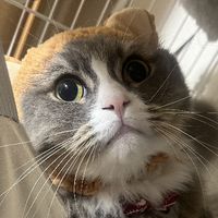 mee_ka