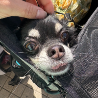 nanico