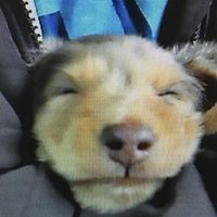 lazysomezy