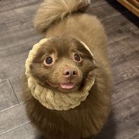 chai_1123