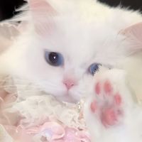 uovou_v