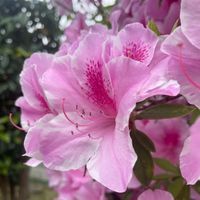 ogawa.m041819