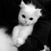 yawachan
