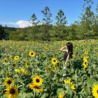 helianthus__haru