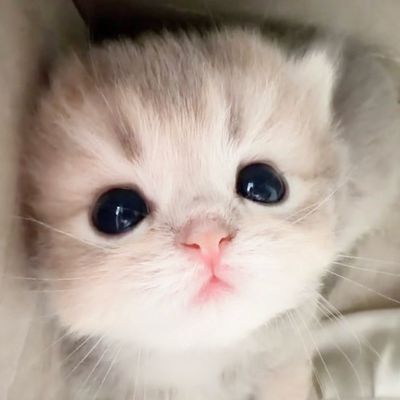スカルプオフ