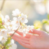 sakura_10