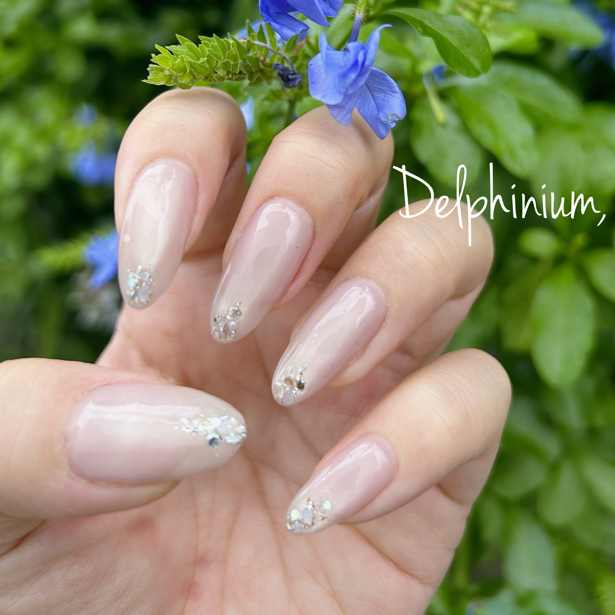 delphinium_22