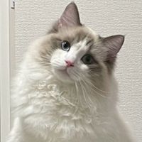 momo302582502