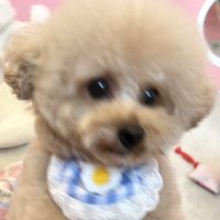 yukimelo02955