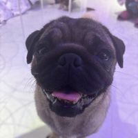 fkfkpug