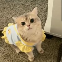 Annabelle.a