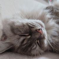 neko_0709