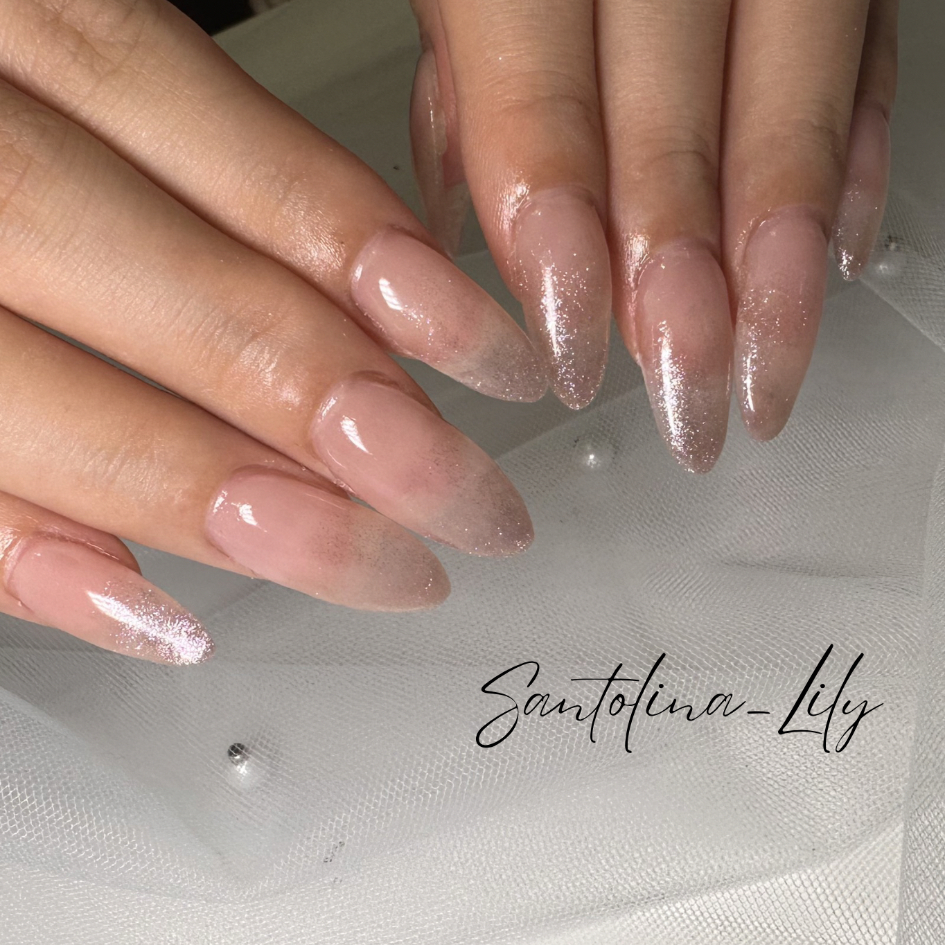 Santolina_Lily