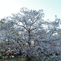 Yuki1909