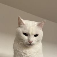 Chamai65
