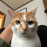 azukichi28