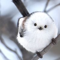 asabana