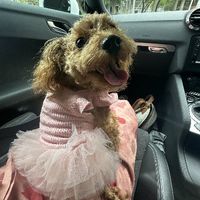 sarahdollhp