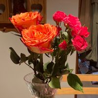 ribon_ribon.