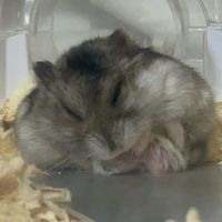 mintmint_Cham07