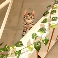 chopin_yuka