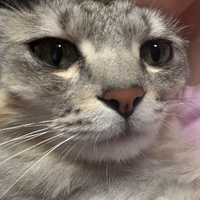 sarangcat
