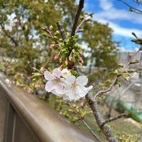 sachi1116