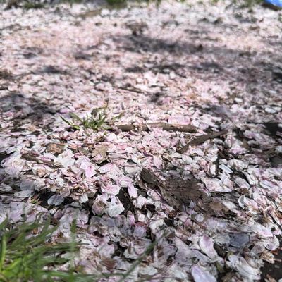 特殊状況用・予備予約メニュー