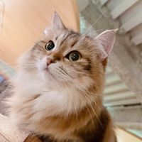 nekoe