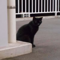 nyanyaz