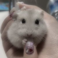 mochico.