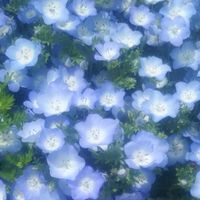 Suzune1103367