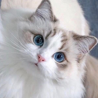 Caroline.neko
