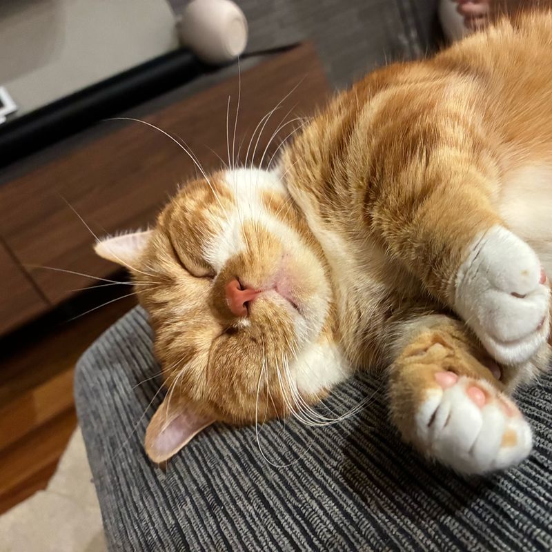 el nail 猫がいるネイルサロン
