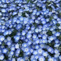 Silk_8nagi