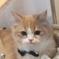 i_like_cats_so_much.