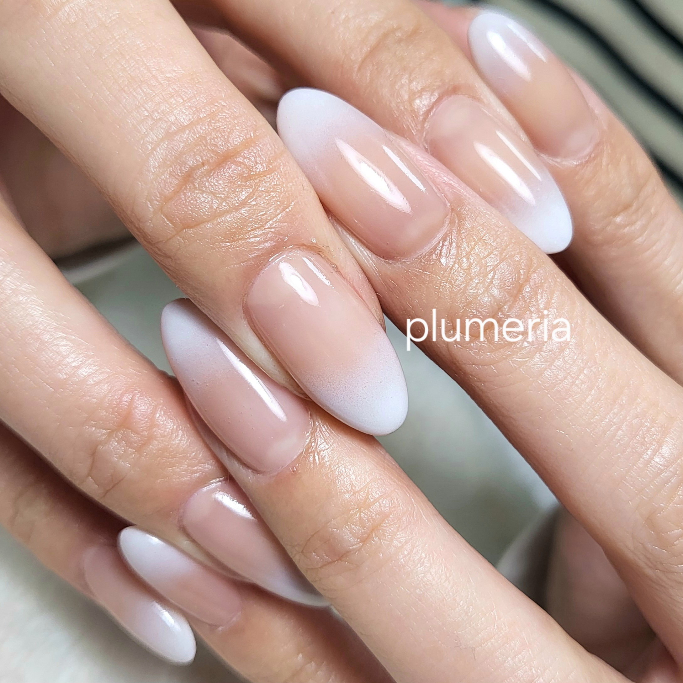 plumeria