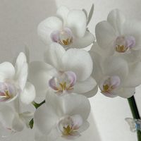 nagisa.yngbs